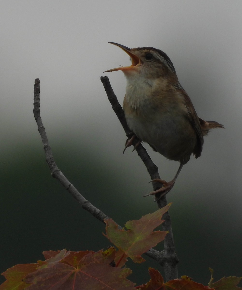 Marsh Wren - ML638336513