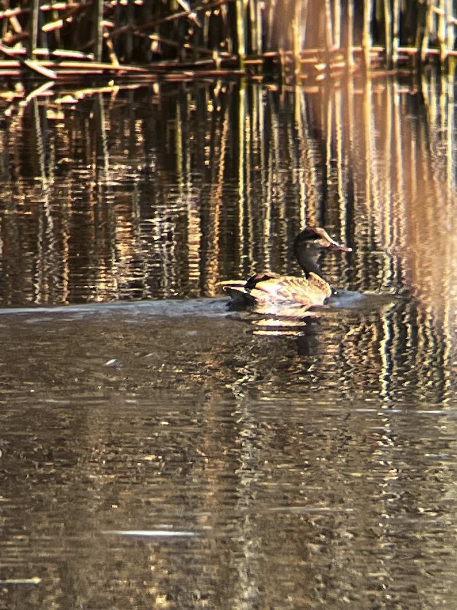 Mallard - ML638336514