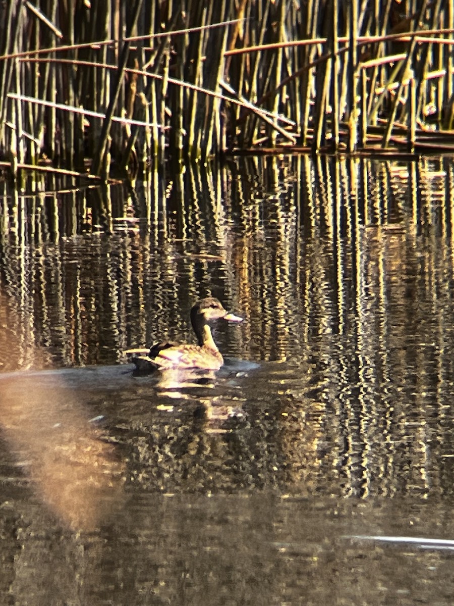 Mallard - ML638336515