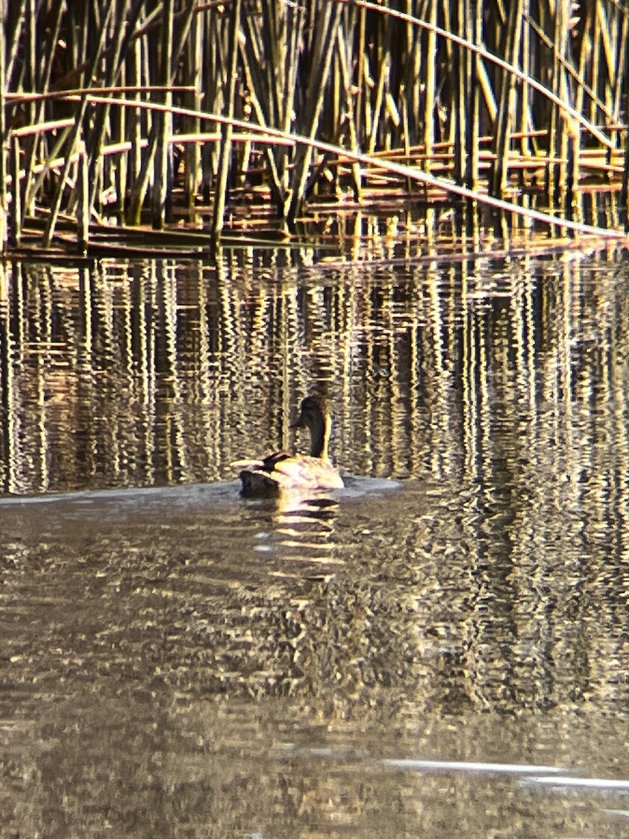 Mallard - ML638336516
