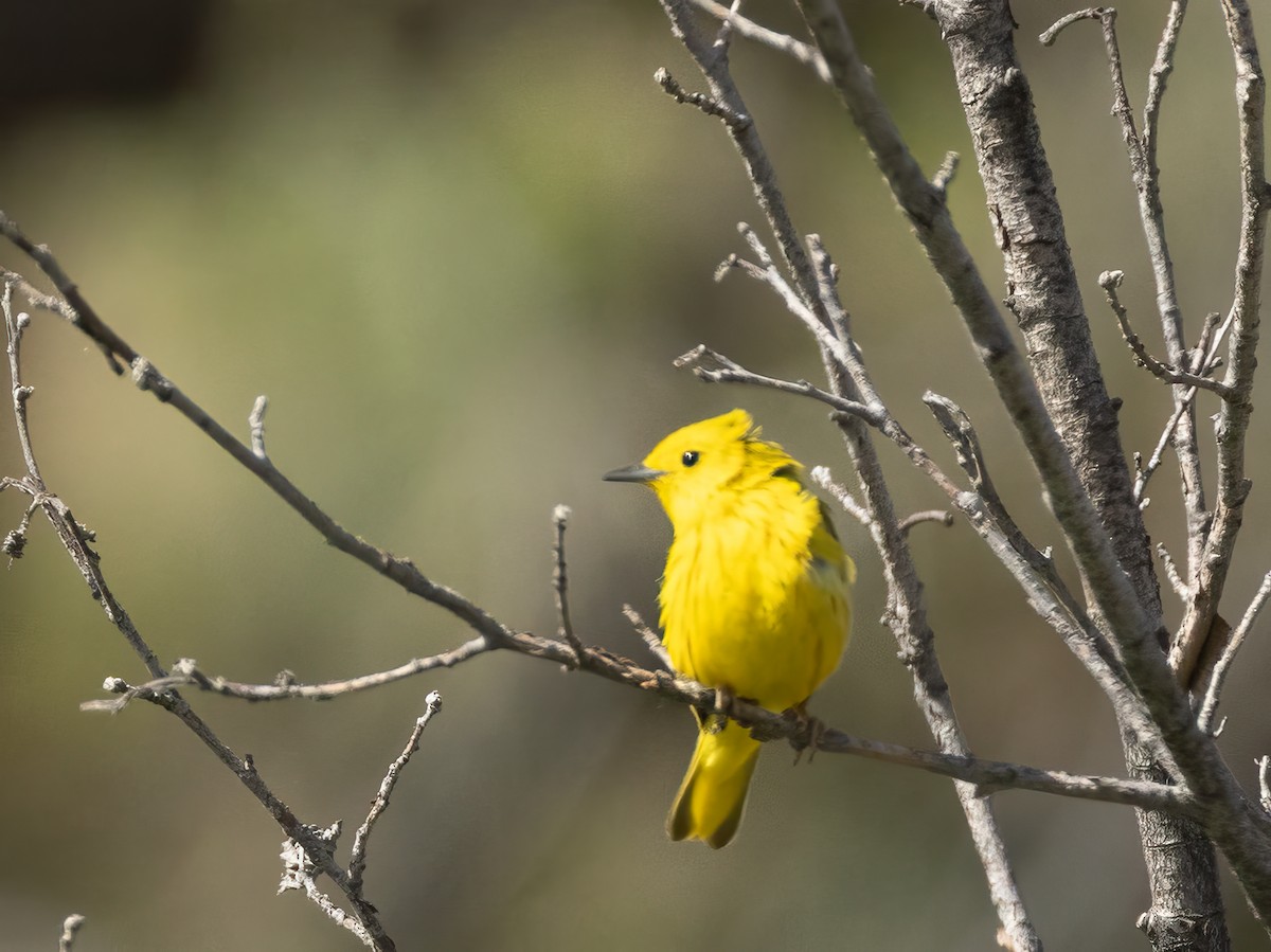 Yellow Warbler - ML638336520