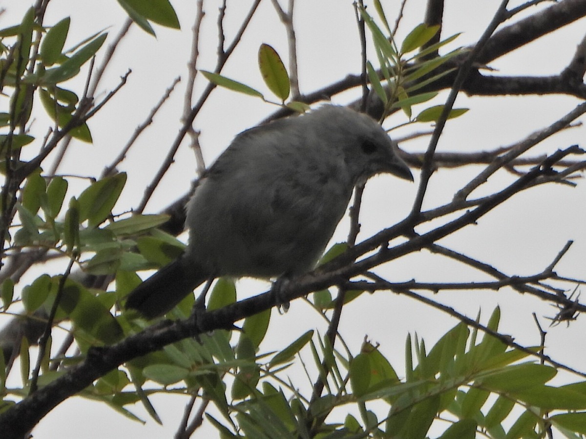 Blue-gray Tanager - ML638336524