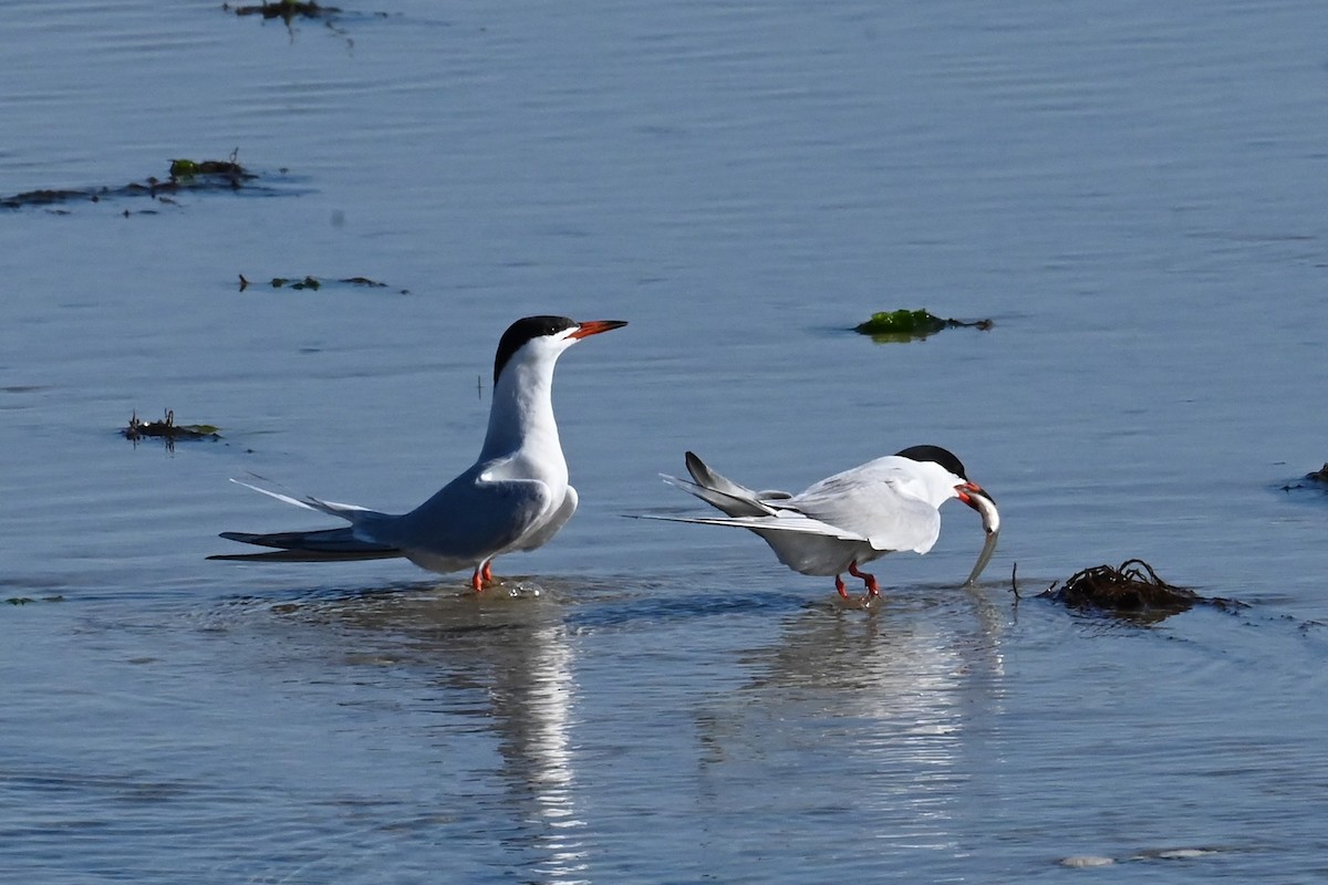 Common Tern - ML638336528