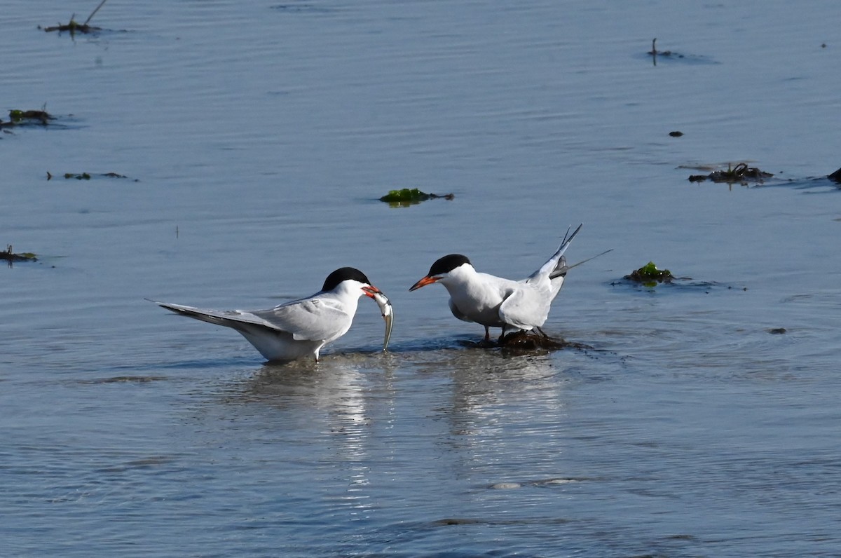 Common Tern - ML638336529