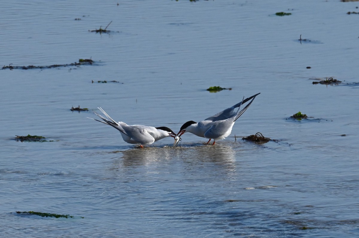 Common Tern - ML638336530