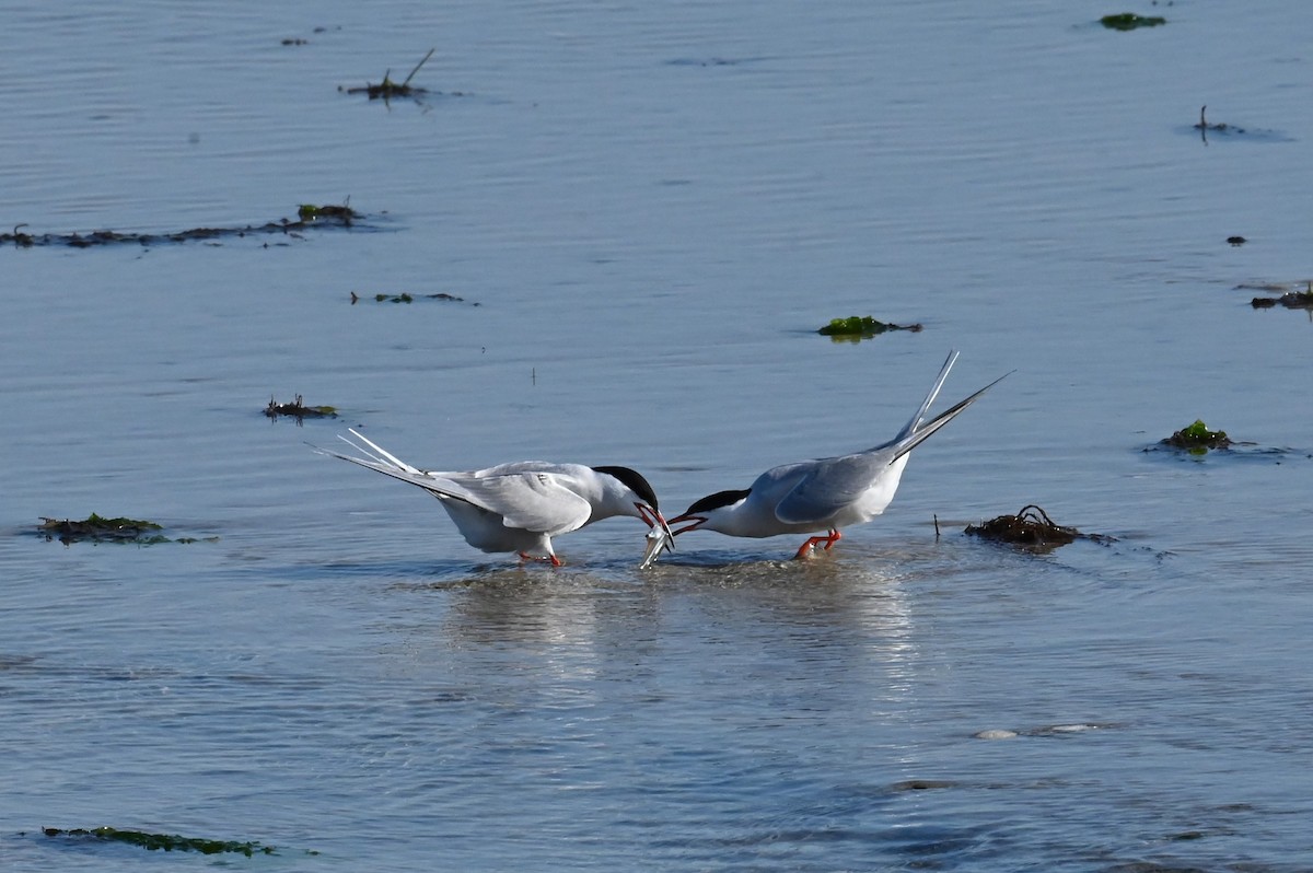 Common Tern - ML638336531