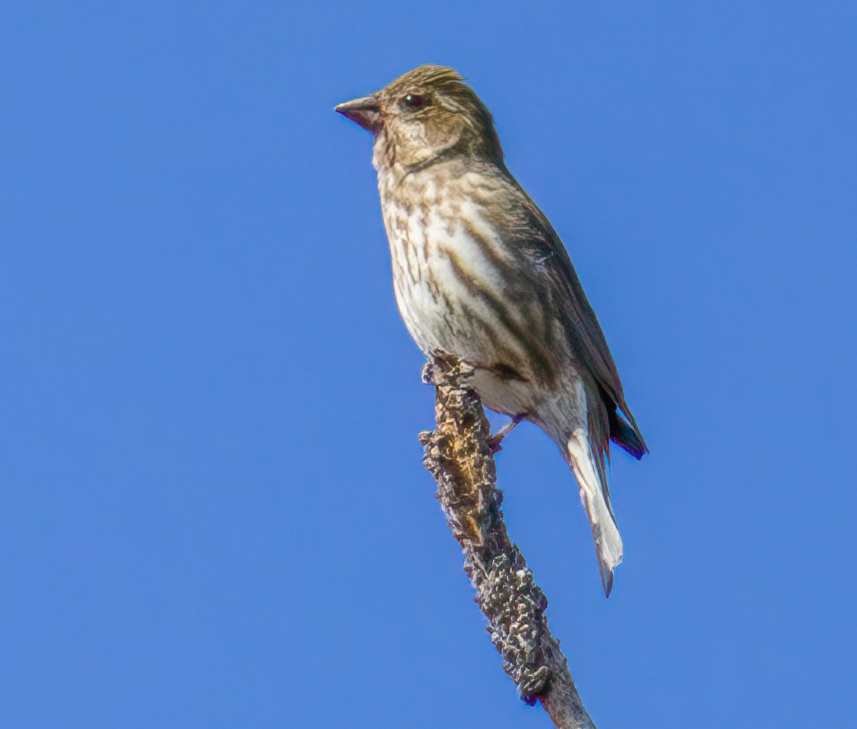 House Finch - ML638336538