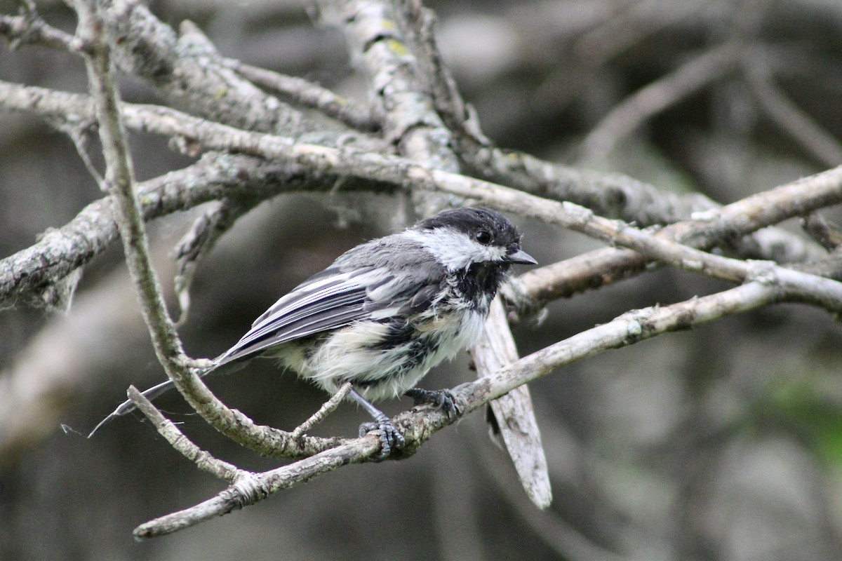 Black-capped Chickadee - ML638336546