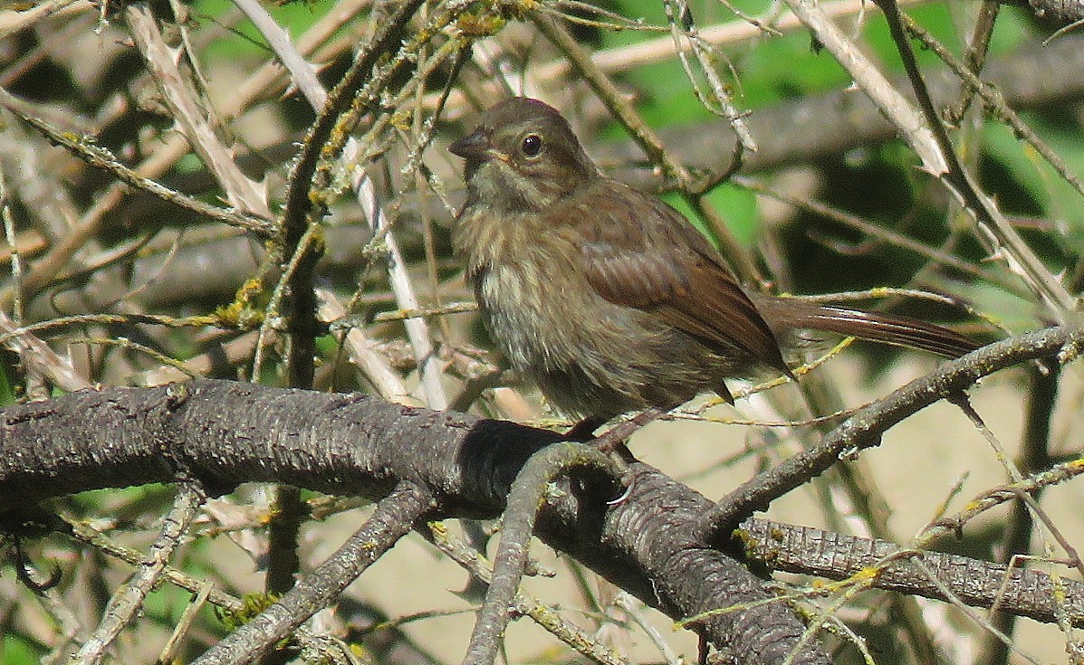 Song Sparrow - ML638336547