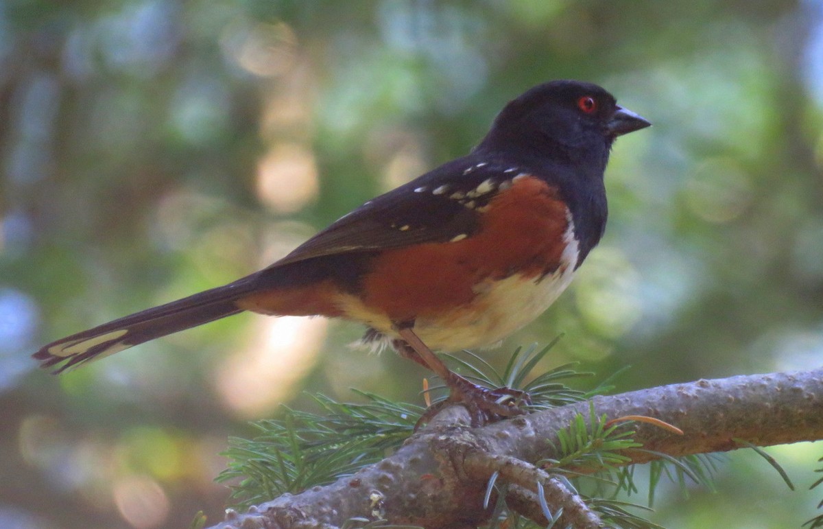 Spotted Towhee - ML638336552