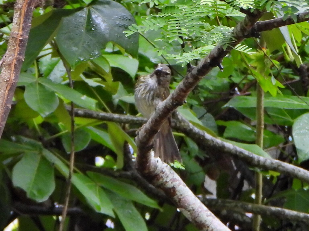 Streaked Saltator - ML638336556