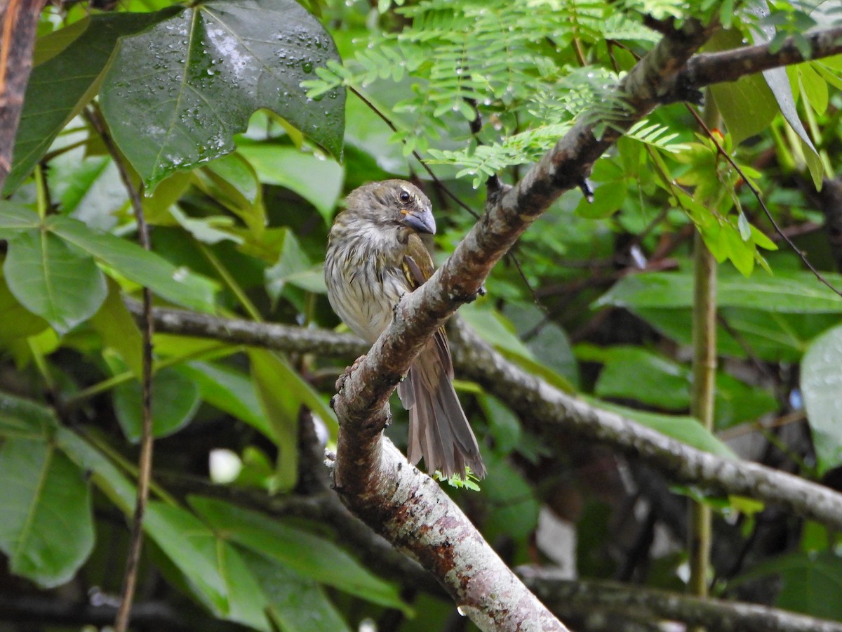 Streaked Saltator - ML638336557