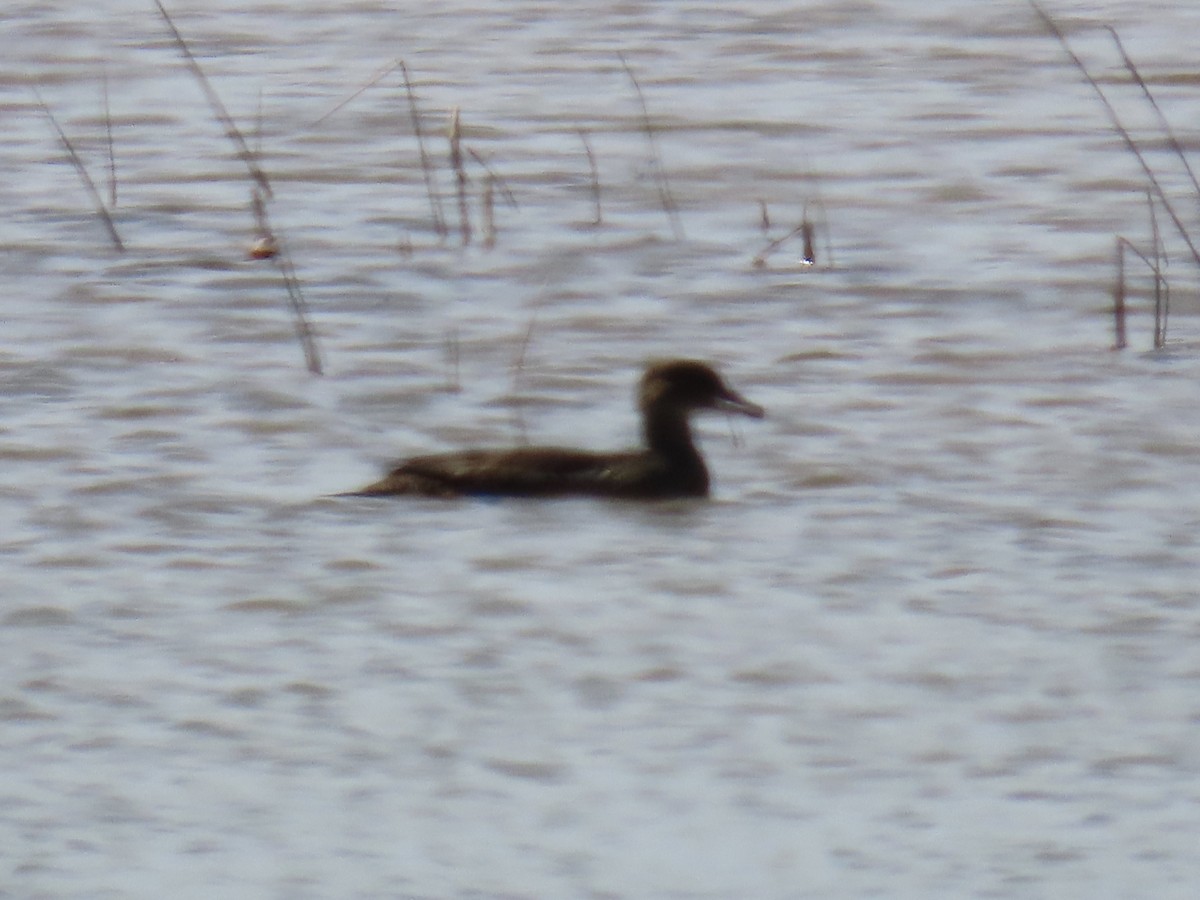 Hooded Merganser - ML638336558