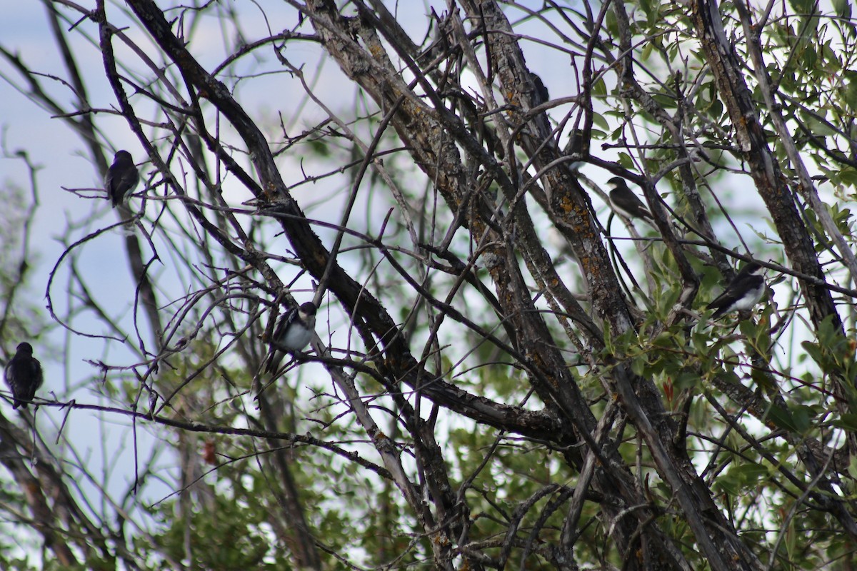 Tree Swallow - ML638336564
