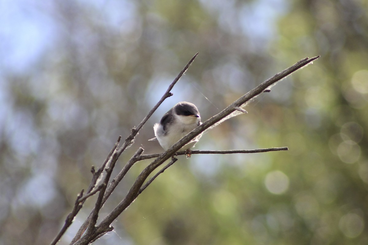 Tree Swallow - ML638336572