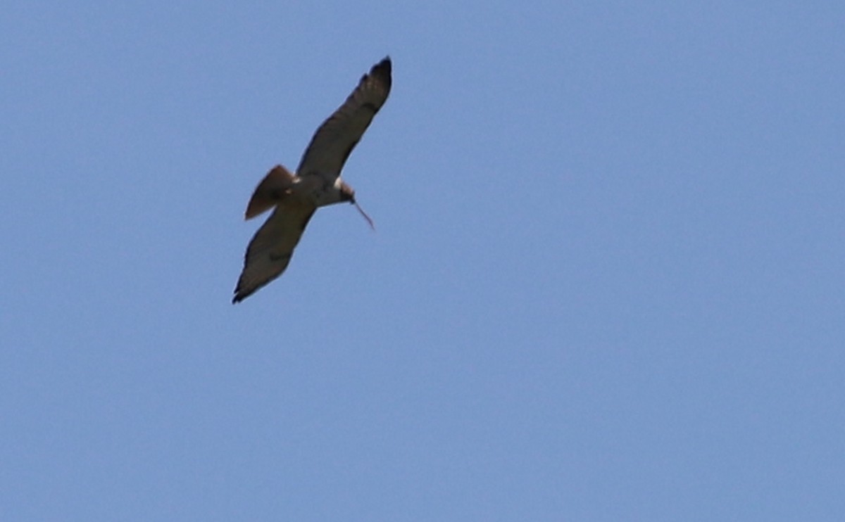 Red-tailed Hawk (borealis) - ML638336573