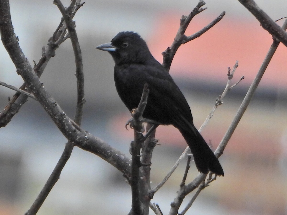 White-lined Tanager - ML638336574
