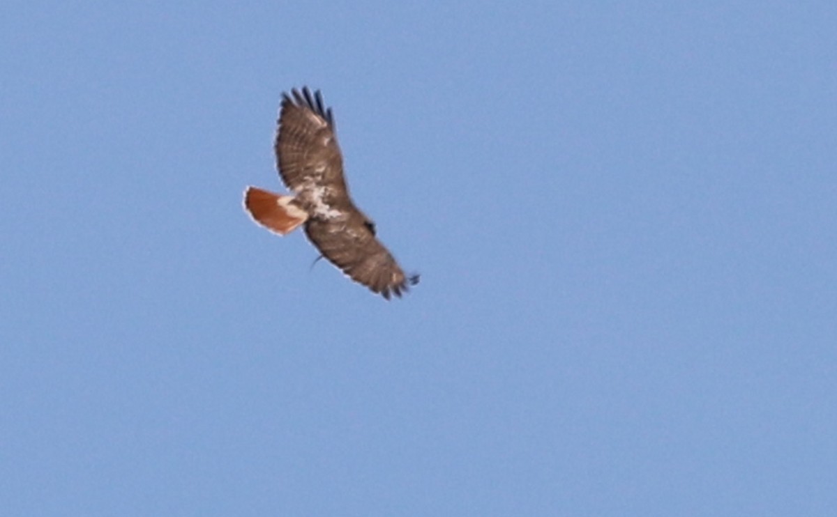 Red-tailed Hawk (borealis) - ML638336583