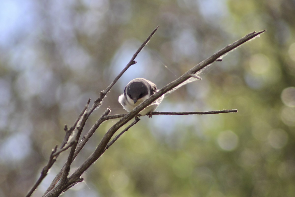 Tree Swallow - ML638336587