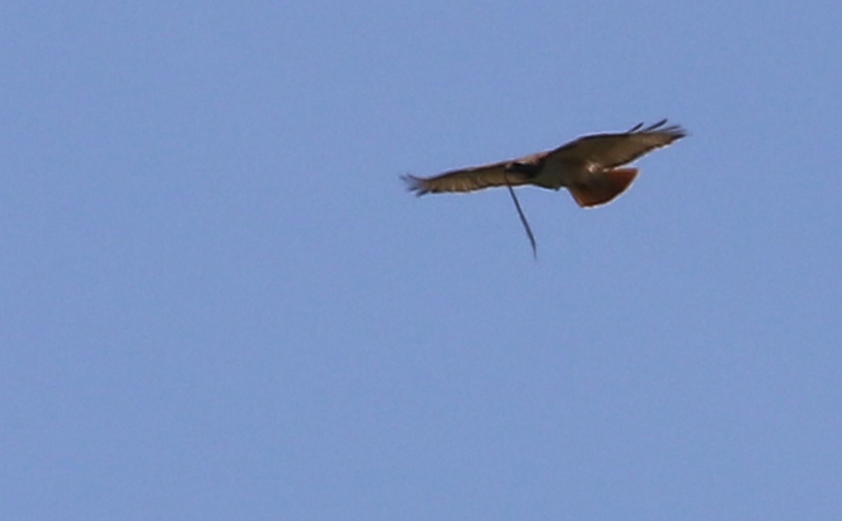 Red-tailed Hawk (borealis) - ML638336588