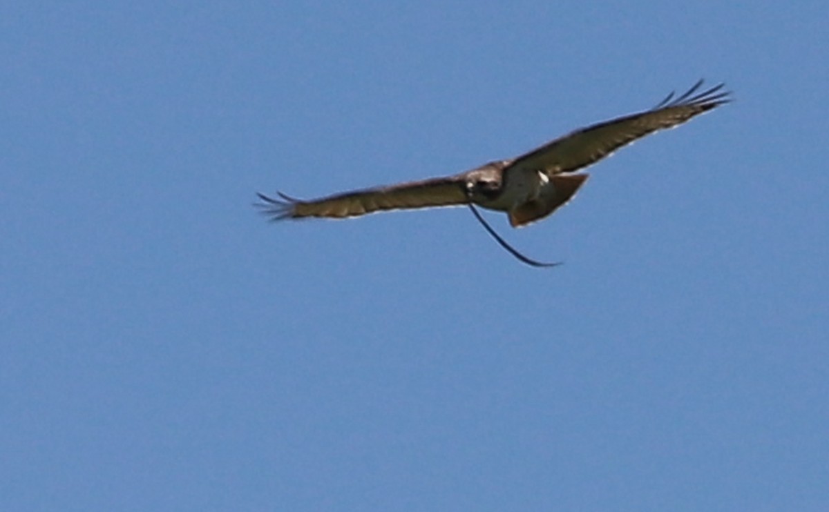 Red-tailed Hawk (borealis) - ML638336590