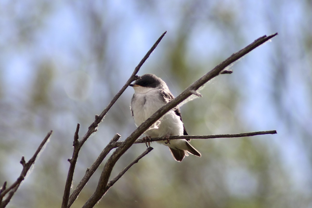 Tree Swallow - ML638336592