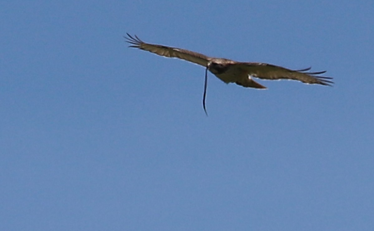 Red-tailed Hawk (borealis) - ML638336593