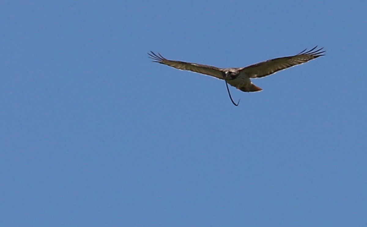 Red-tailed Hawk (borealis) - ML638336598