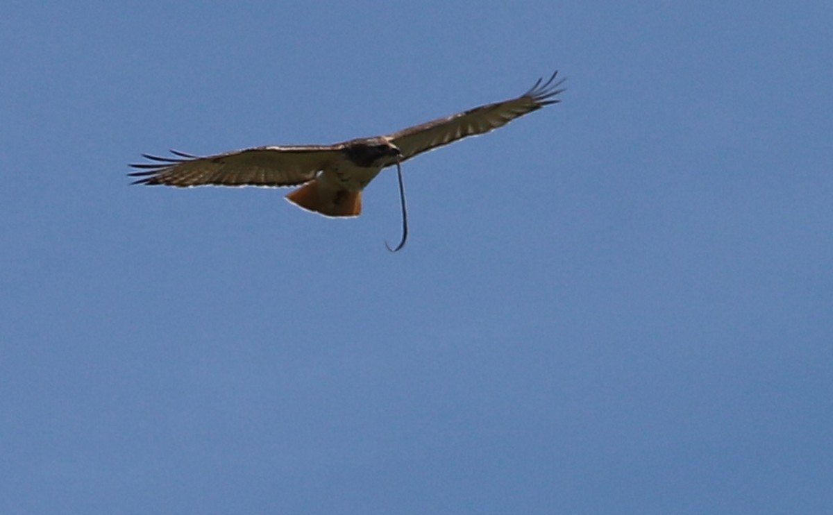 Red-tailed Hawk (borealis) - ML638336600