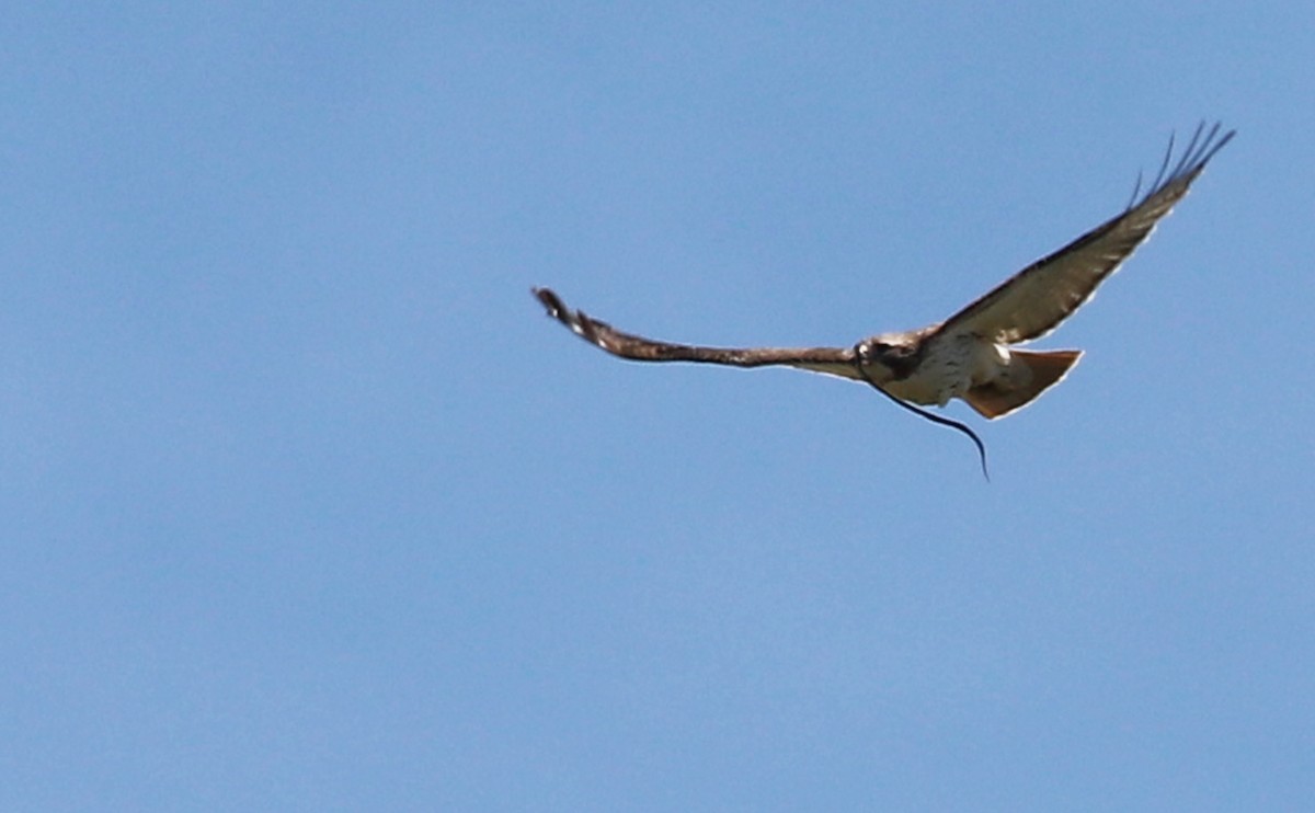 Red-tailed Hawk (borealis) - ML638336602