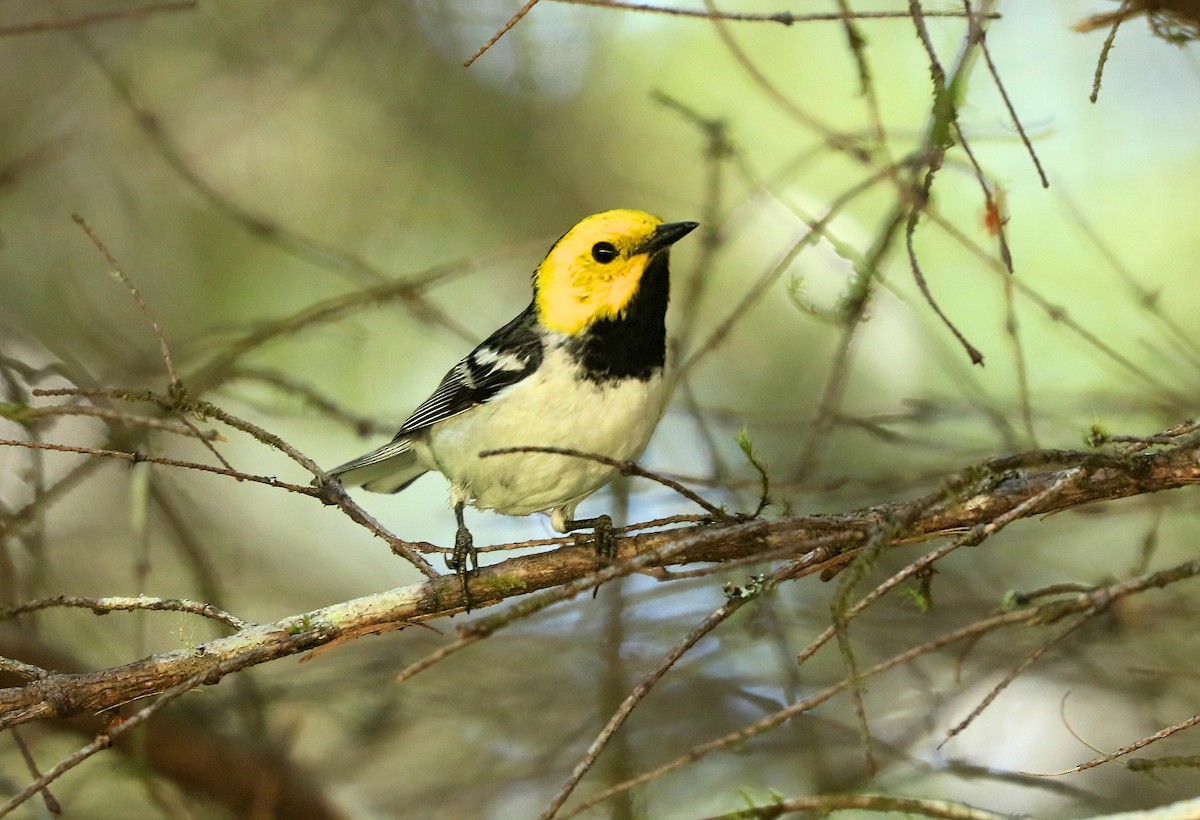 Hermit Warbler - ML638336603