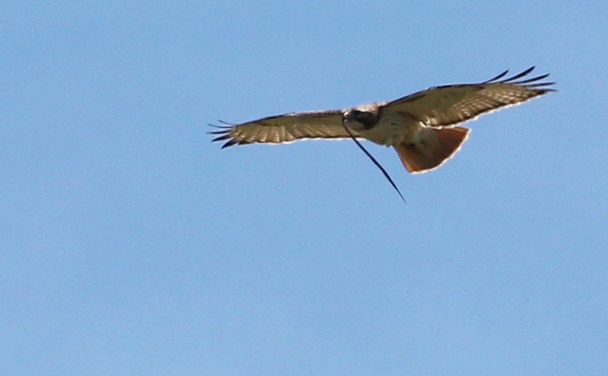 Red-tailed Hawk (borealis) - ML638336604