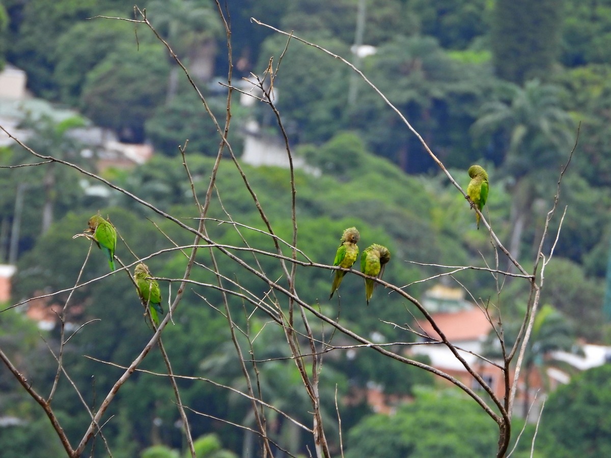 Brown-throated Parakeet - ML638336607