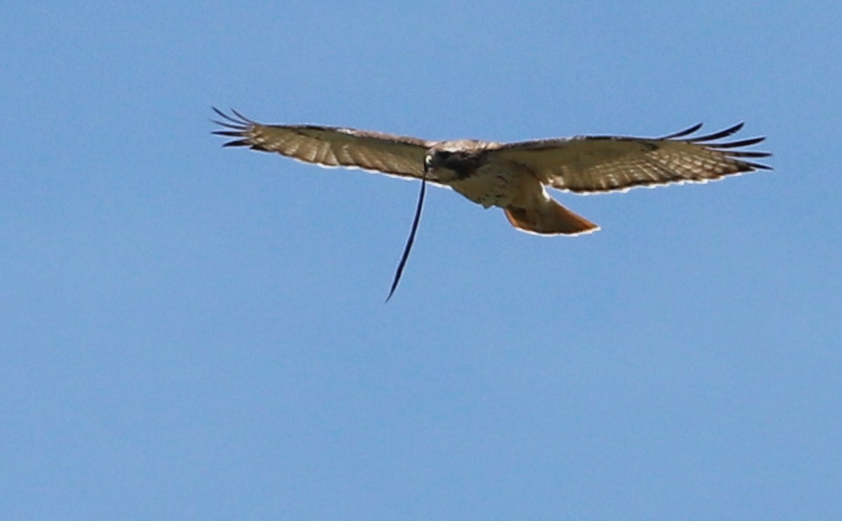 Red-tailed Hawk (borealis) - ML638336609