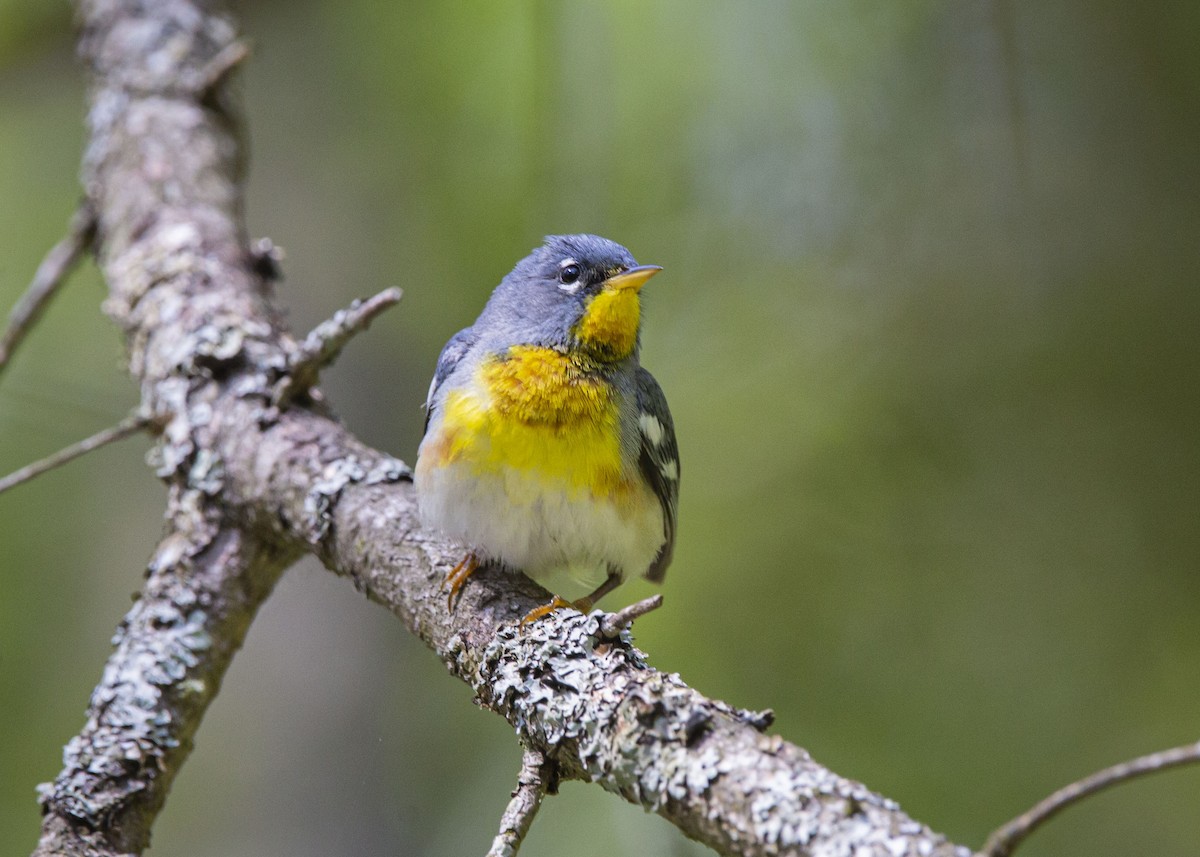 Northern Parula - ML638336613