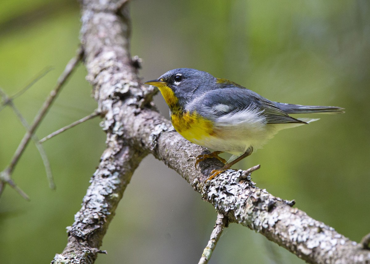 Northern Parula - ML638336614