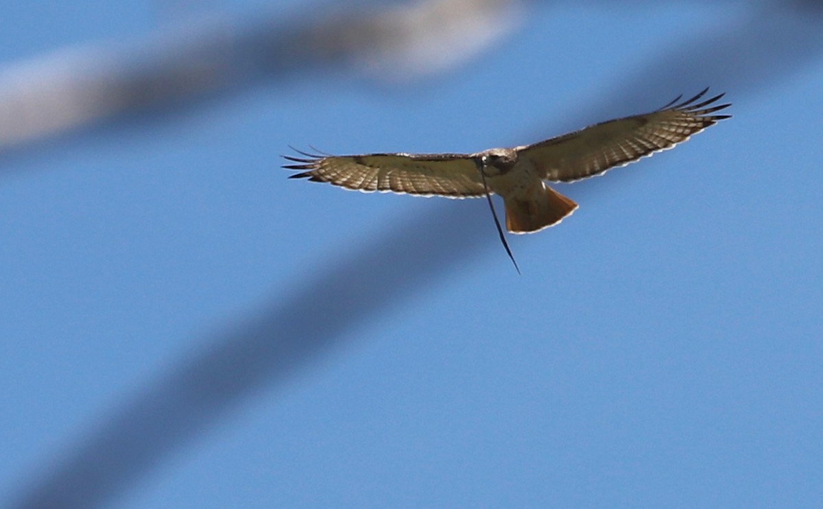 Red-tailed Hawk (borealis) - ML638336615