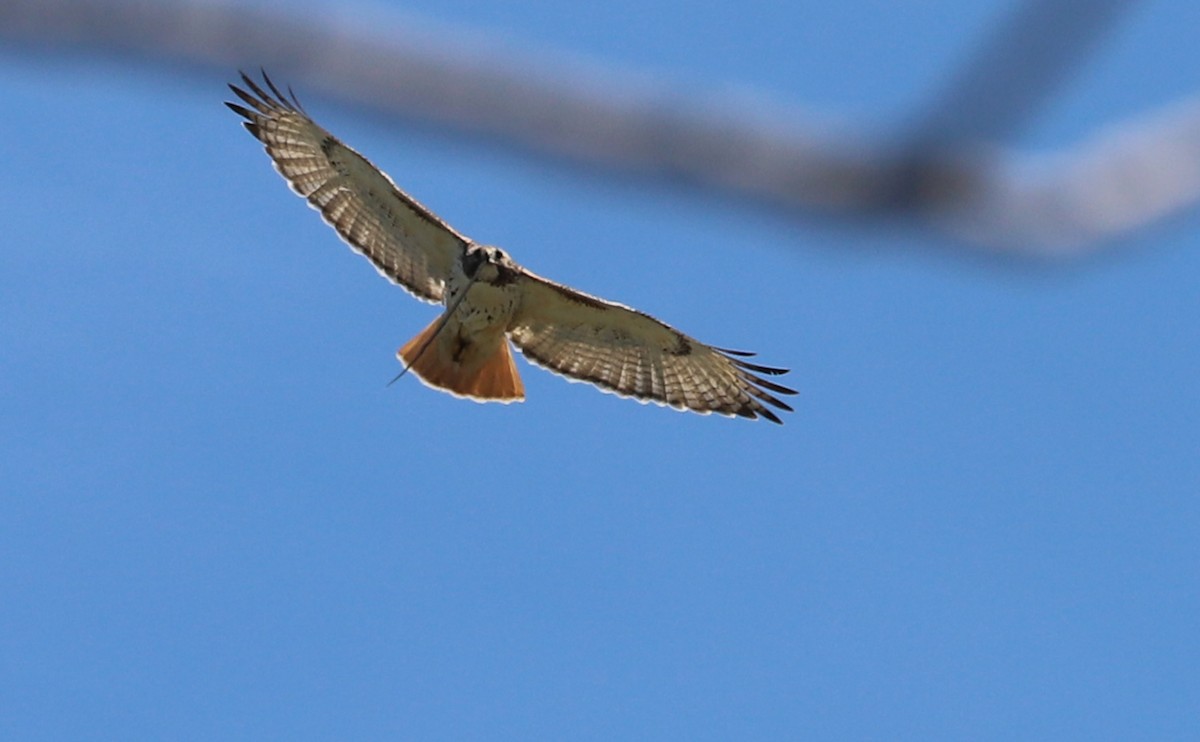Red-tailed Hawk (borealis) - ML638336616