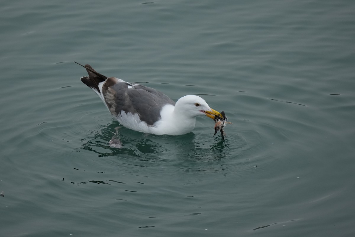 Western Gull - ML638336617