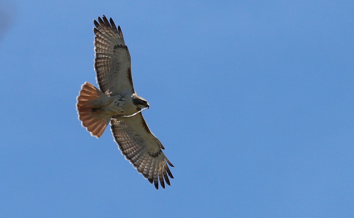 Red-tailed Hawk (borealis) - ML638336618
