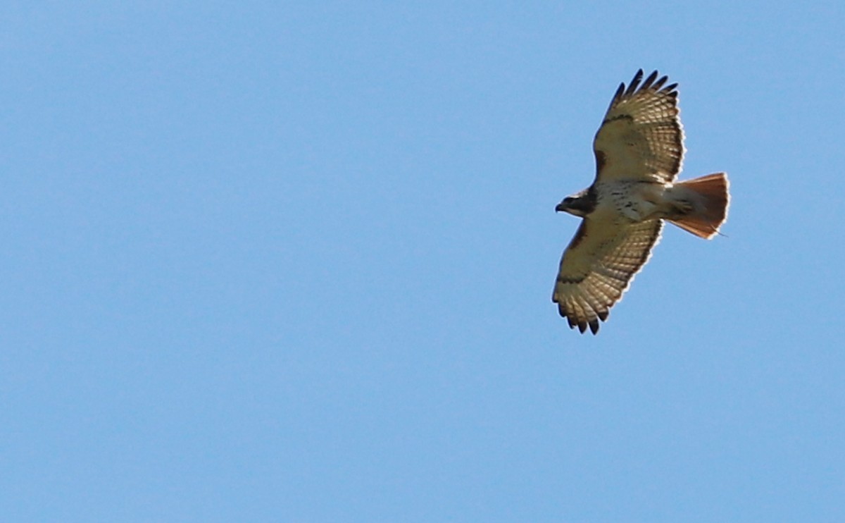 Red-tailed Hawk (borealis) - ML638336633