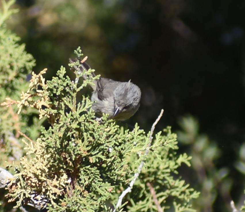 Juniper Titmouse - ML638336645