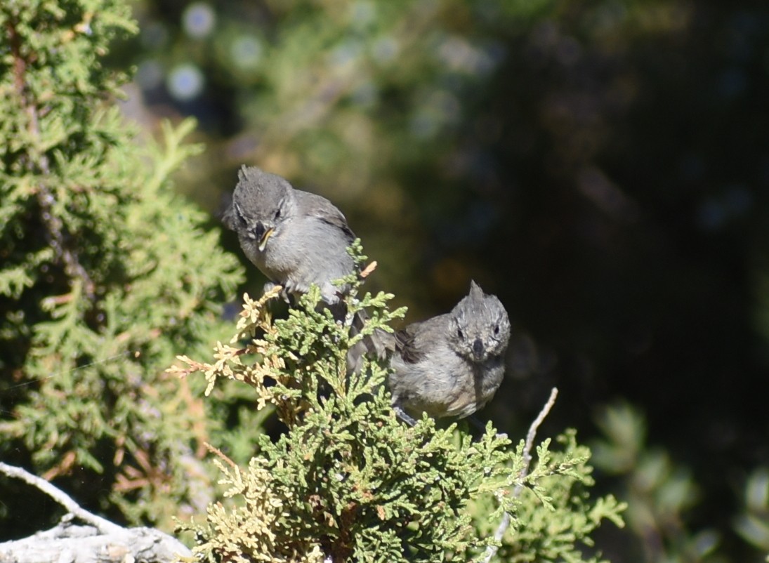 Juniper Titmouse - ML638336647