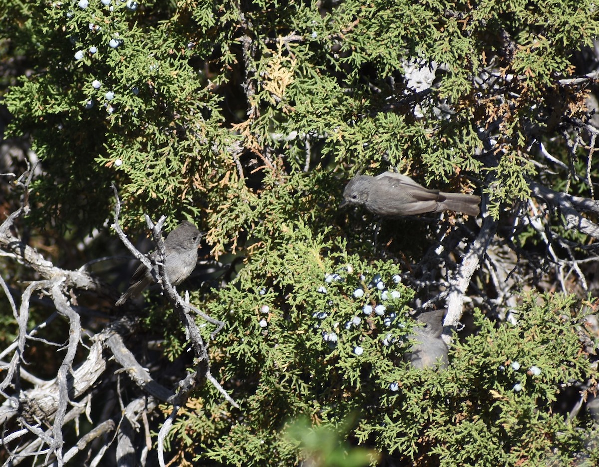 Juniper Titmouse - ML638336648