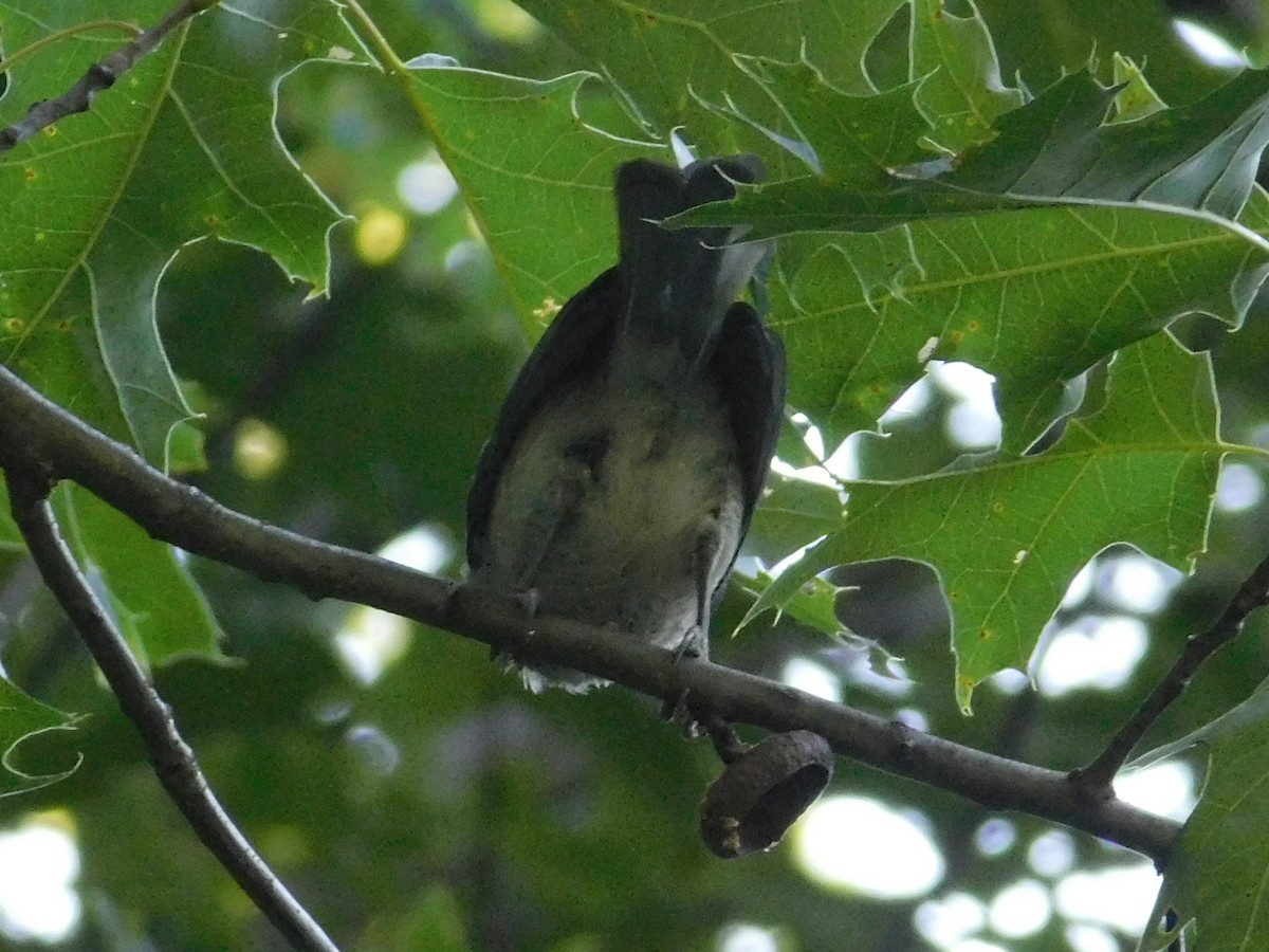 Tufted Titmouse - ML638336656
