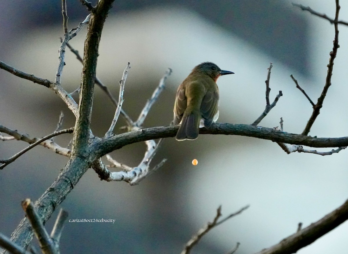 Bulbul Filipino - ML638336658