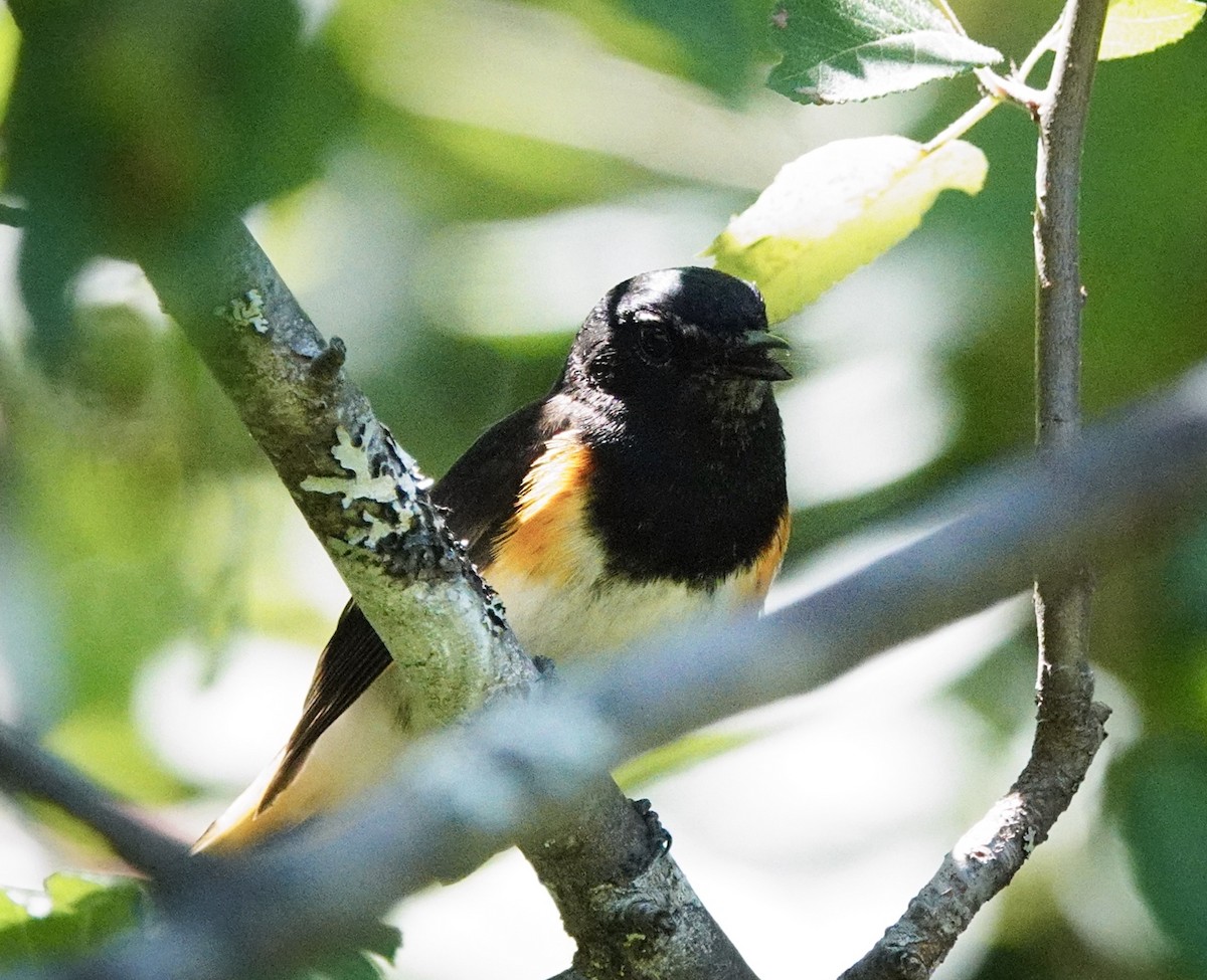American Redstart - ML638336664