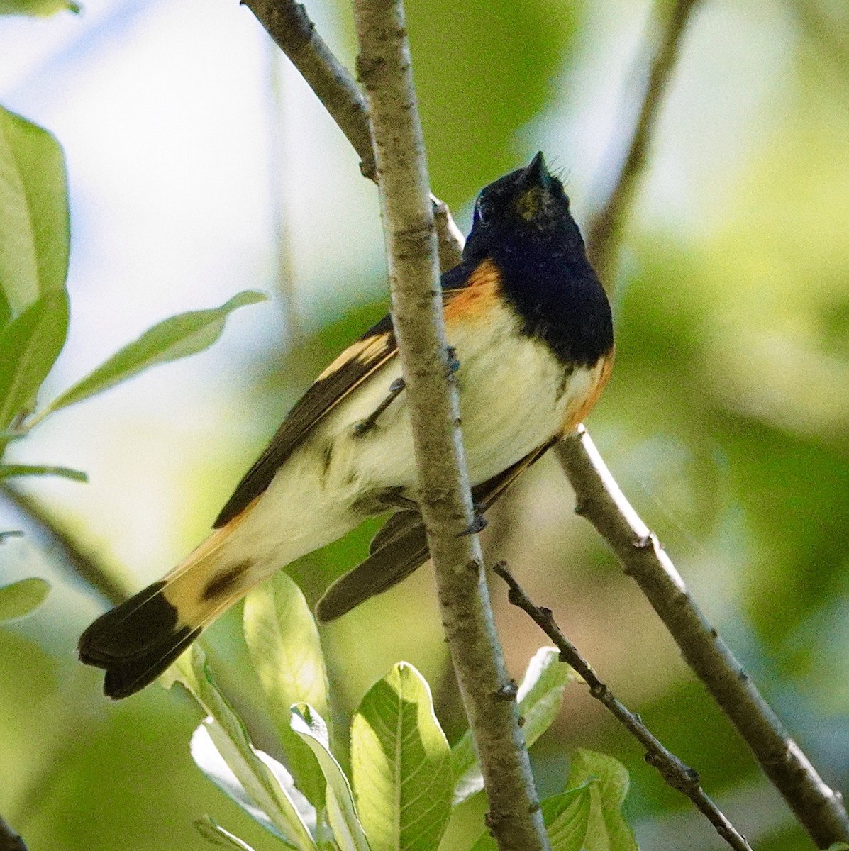 American Redstart - ML638336665