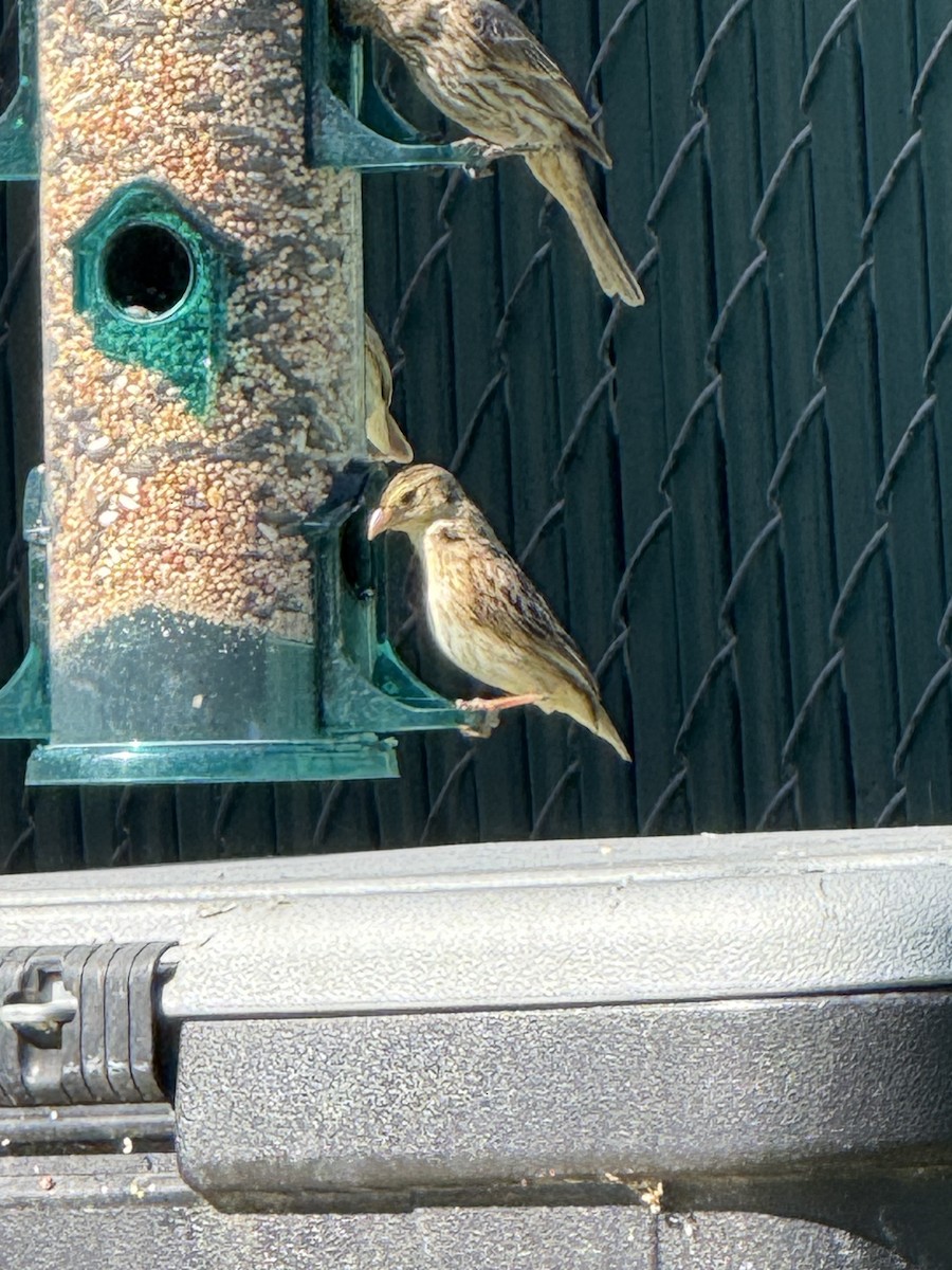 Northern Red Bishop - ML638336673