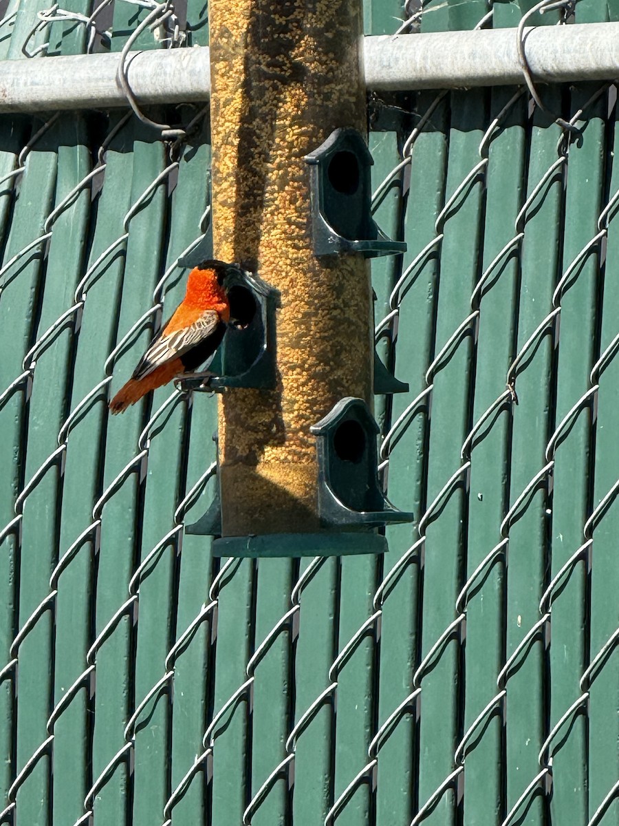 Northern Red Bishop - ML638336674